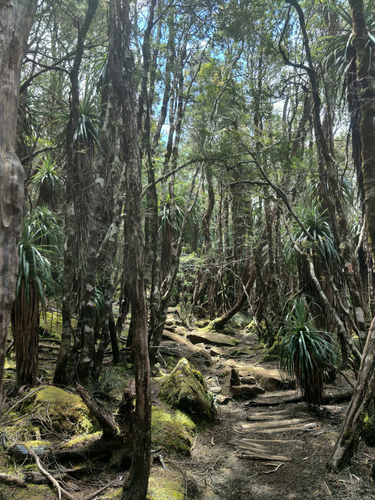 Sun-dappled forest trail with weathered wooden steps, moss-covered boulders, tall trees, and spiky green plants